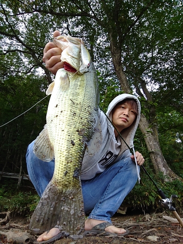 ブラックバスの釣果