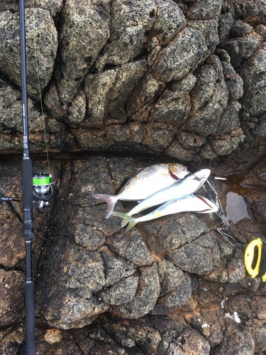 ショゴの釣果