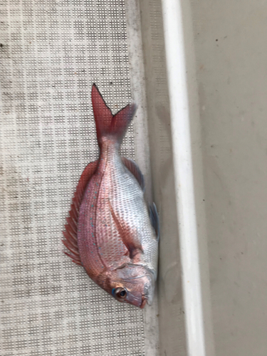 タイの釣果