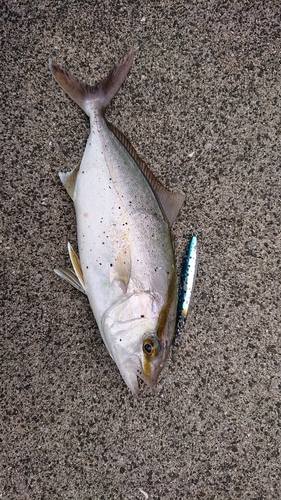 カンパチの釣果