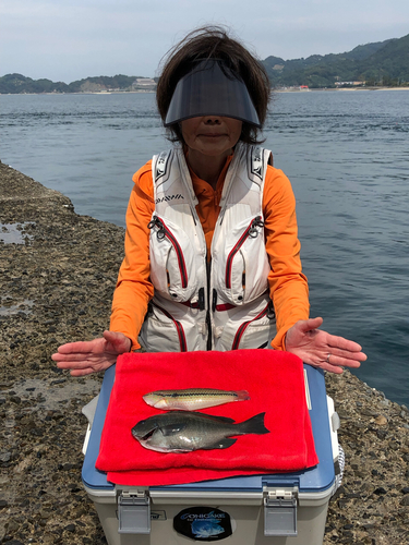 グレの釣果