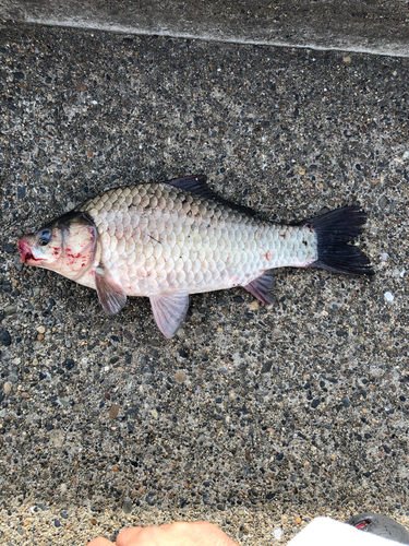 ヘラブナの釣果