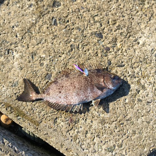 アイゴの釣果