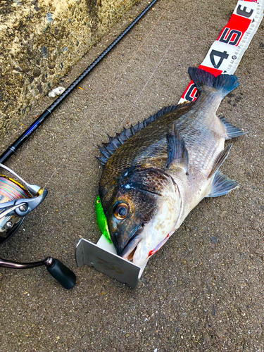 クロダイの釣果