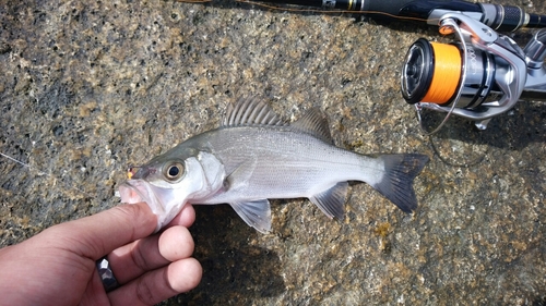 セイゴ（タイリクスズキ）の釣果