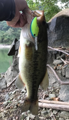 ブラックバスの釣果