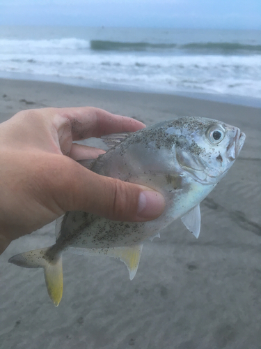 メッキの釣果