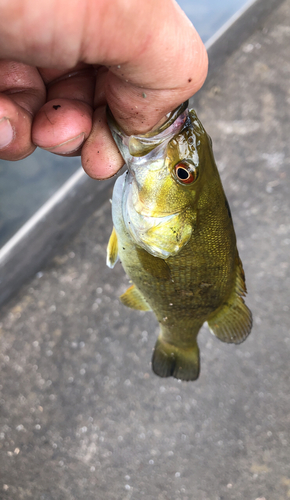 スモールマウスバスの釣果