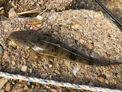 マゴチの釣果