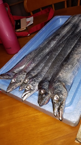 タチウオの釣果