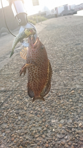 オオモンハタの釣果