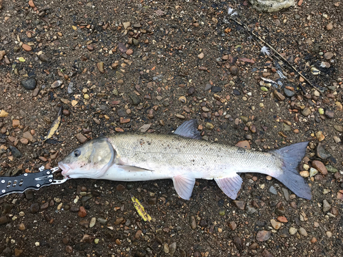 コイの釣果