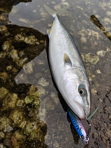 イナダの釣果