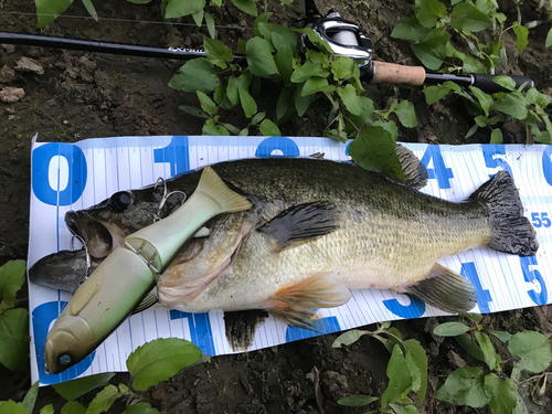 ブラックバスの釣果