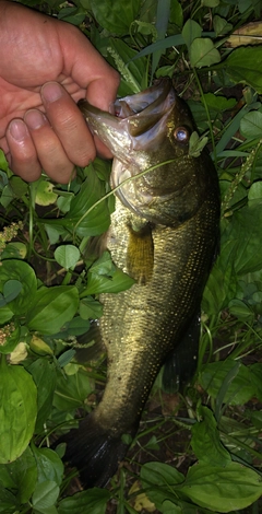 ブラックバスの釣果