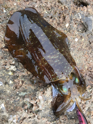 アオリイカの釣果