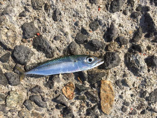 サバの釣果