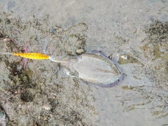 コウイカの釣果