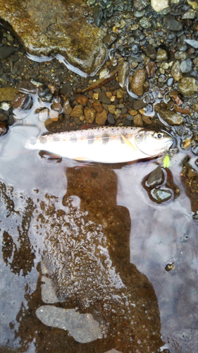 アマゴの釣果