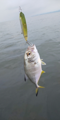 メッキの釣果