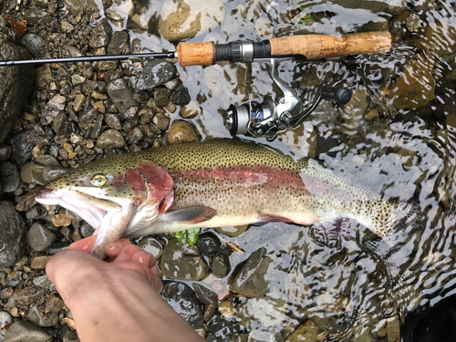 レインボートラウトの釣果