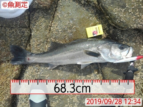 スズキの釣果