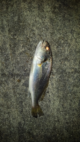 ニベの釣果