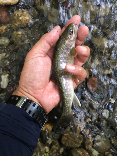 ニッコウイワナの釣果