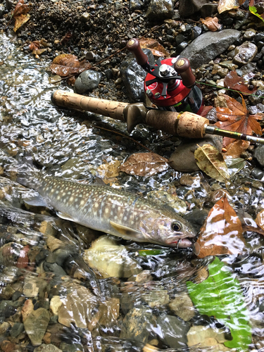 ニッコウイワナの釣果