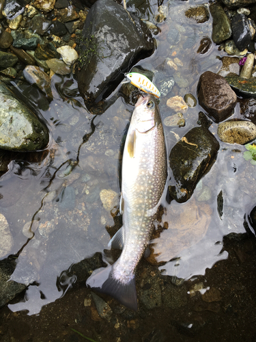 ニッコウイワナの釣果