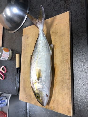 ショゴの釣果