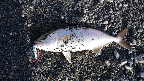 ショゴの釣果