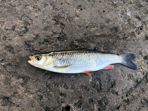 ハゼの釣果