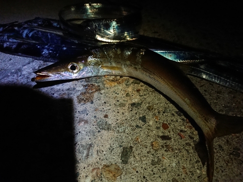 タチウオの釣果