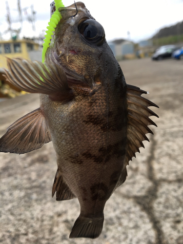 クロメバルの釣果