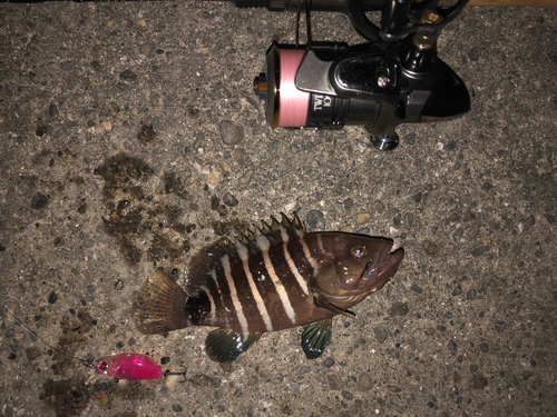 マハタモドキの釣果