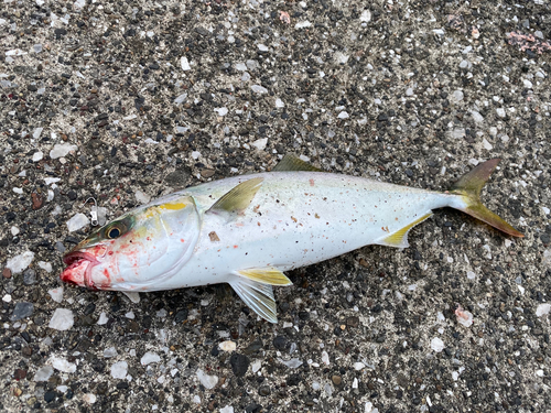 ワカシの釣果