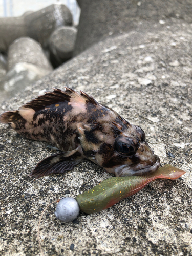 オウゴンムラソイの釣果