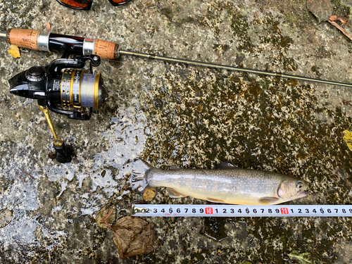 イワナの釣果