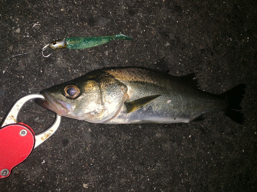 セイゴ（マルスズキ）の釣果