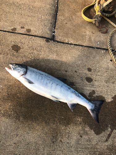 アキアジの釣果