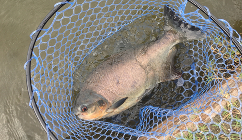 コロソマの釣果