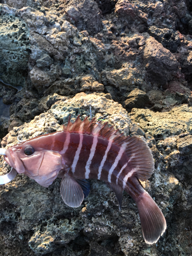 マハタモドキの釣果