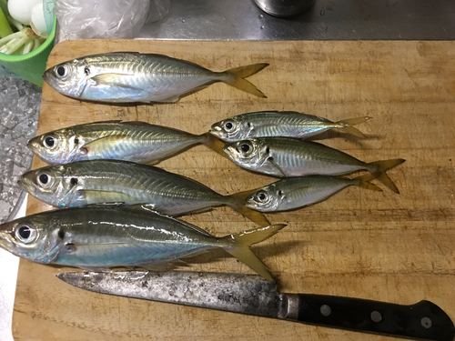 アジの釣果