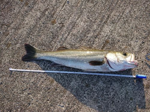 シーバスの釣果