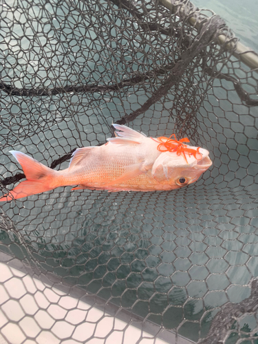 タイの釣果