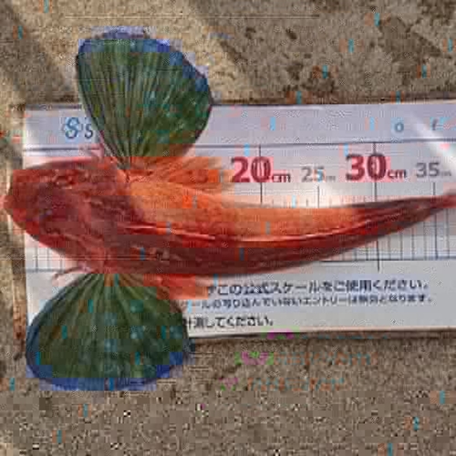 ホウボウの釣果