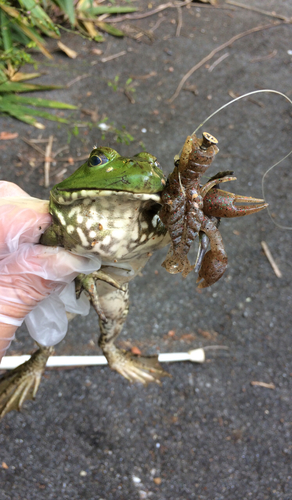 マナマズの釣果