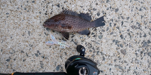 オオモンハタの釣果