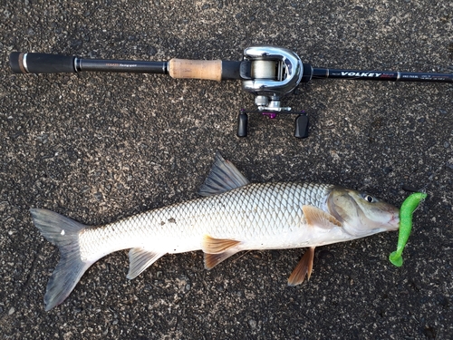 ニゴイの釣果